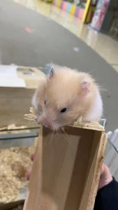 4e4667cae0251f0774d53c66d526f88 金丝熊